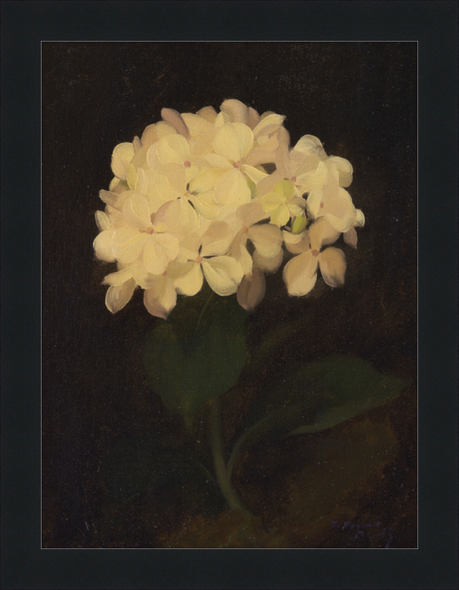 White Hydrangea (5280) - 12x16" & 16x20"