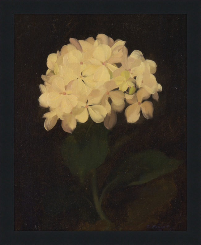 White Hydrangea (5280) - 12x16" & 16x20"