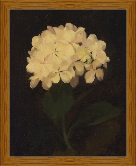 White Hydrangea (5280) - 12x16" & 16x20"
