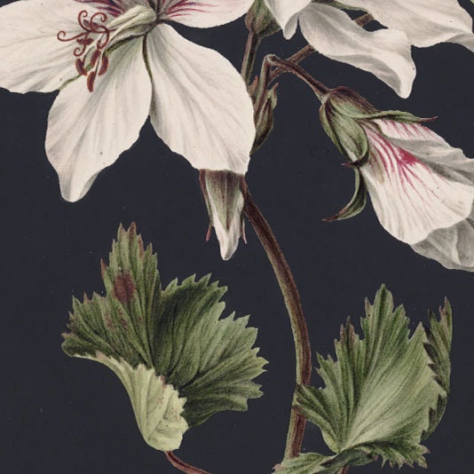 Floral Vintage Gallery Wall Art