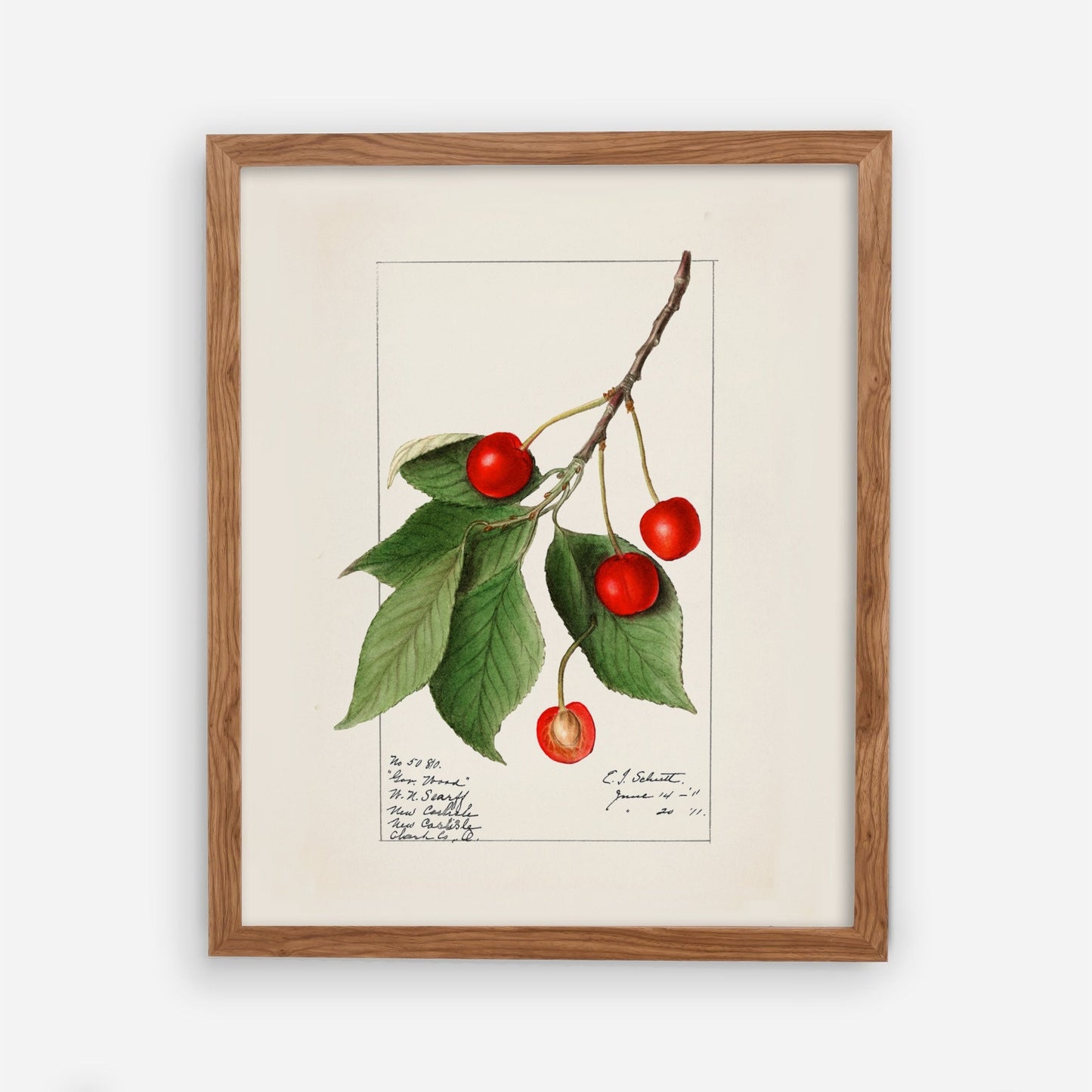 Vintage Cherry Plant Kitchen Wall Art