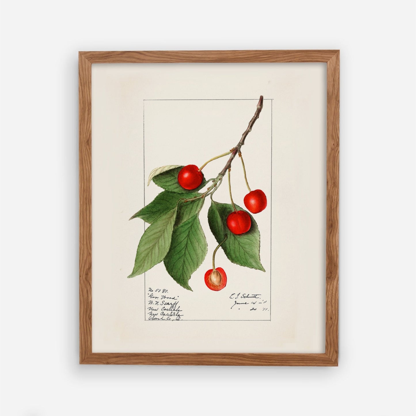 Vintage Cherry Plant Kitchen Wall Art 