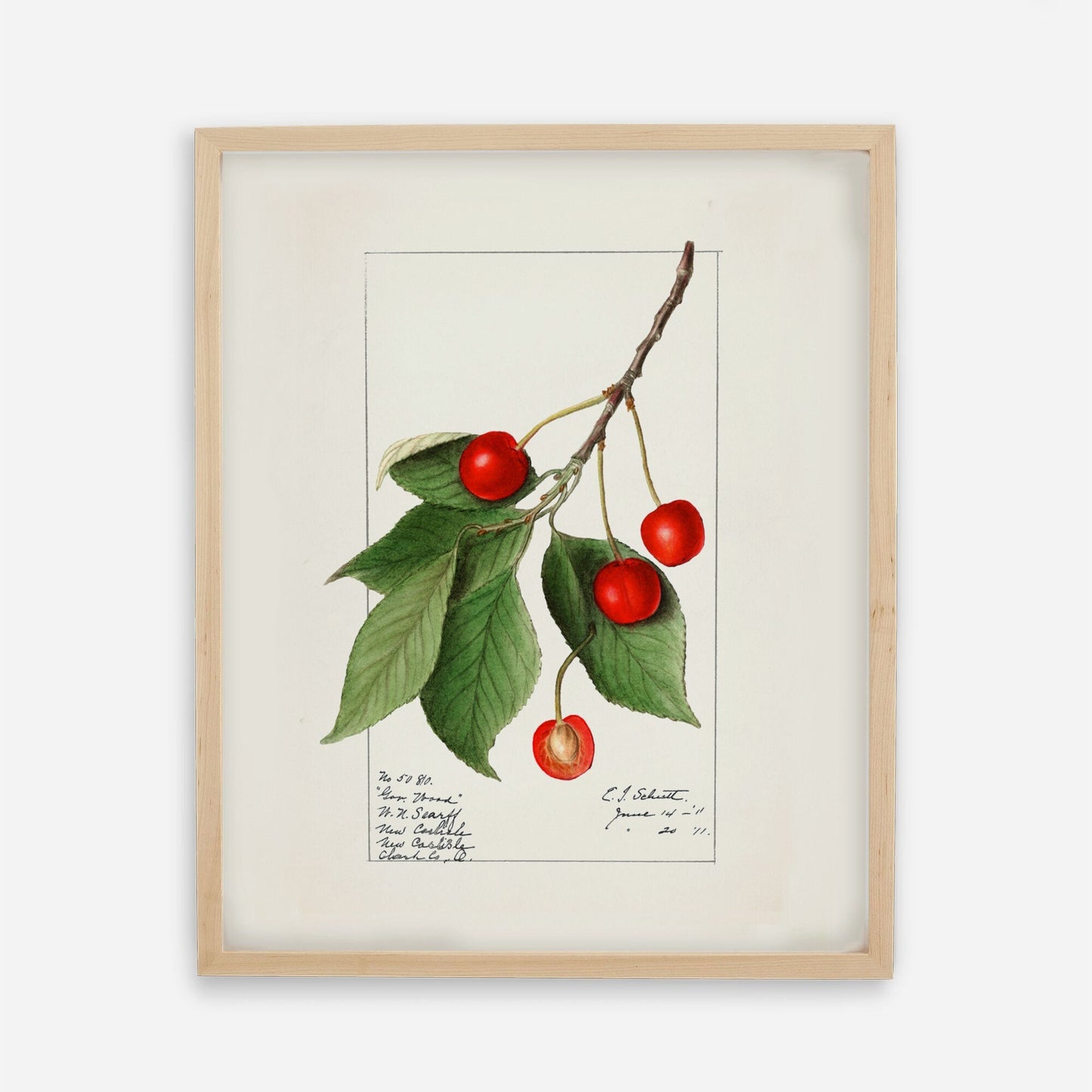 Vintage Cherry Plant Kitchen Wall Art 