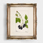 Blackberry Fruit Vintage Botanical Wall Art 