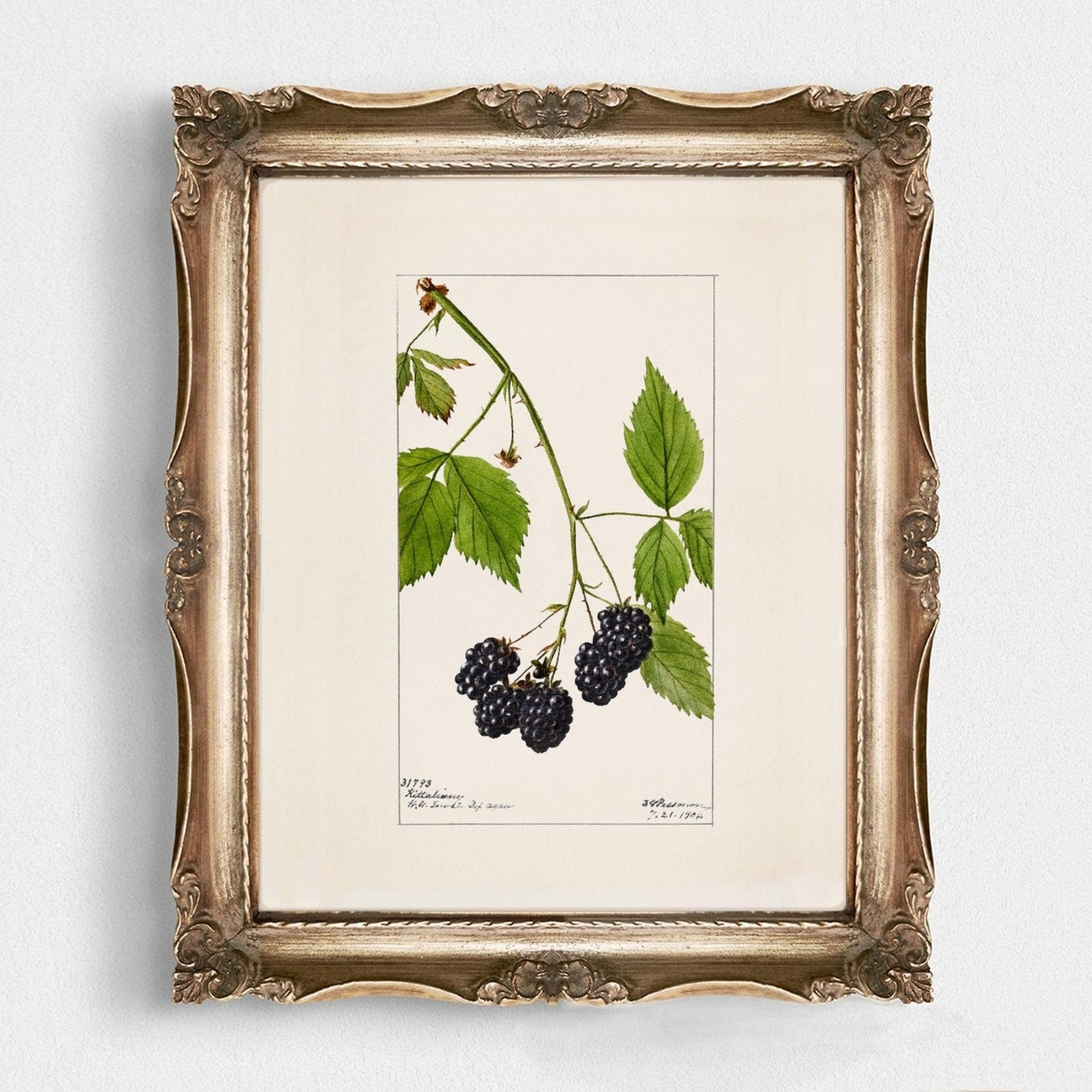 Blackberry Fruit Vintage Botanical Wall Art