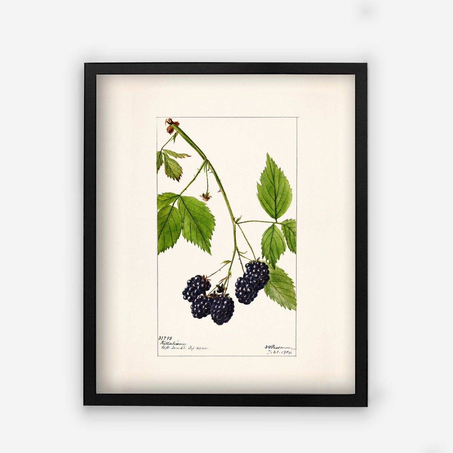 Blackberry Fruit Vintage Botanical Wall Art 