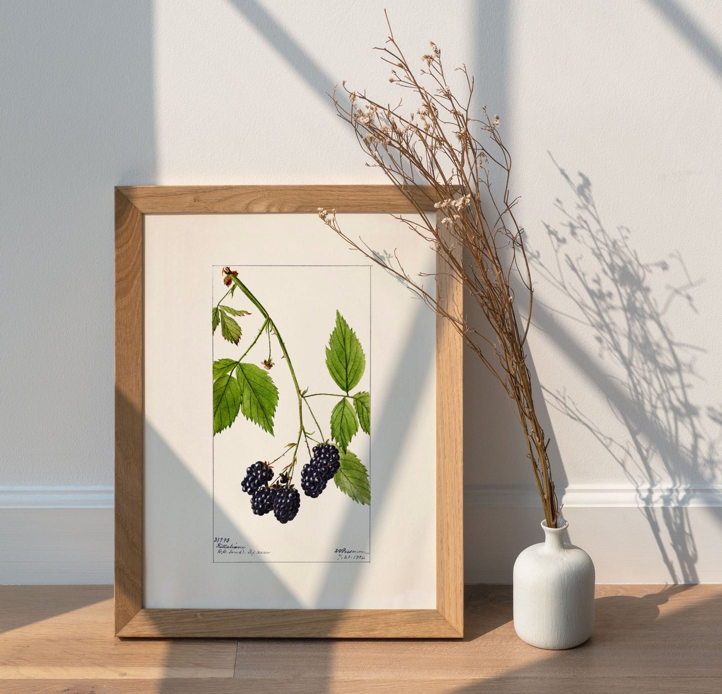 Blackberry Fruit Vintage Botanical Wall Art 