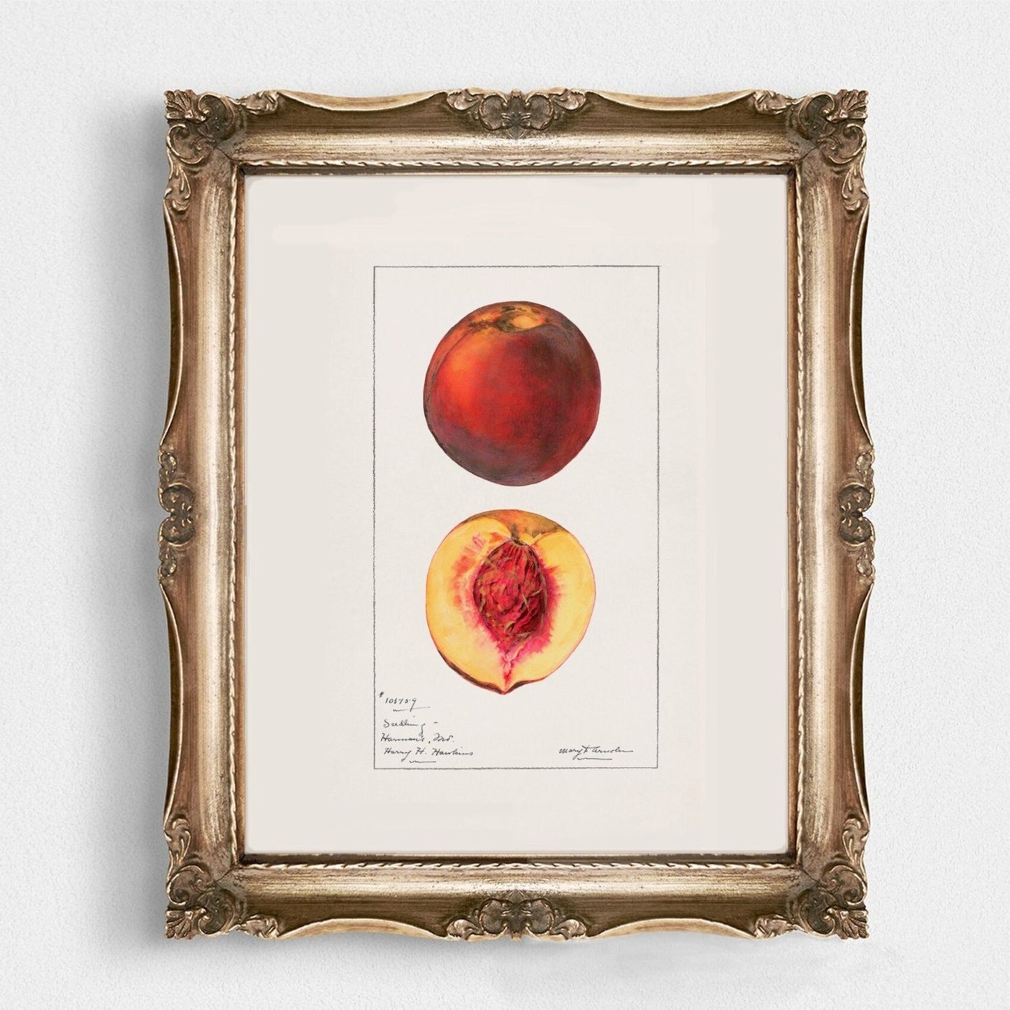 Peaches Botanical Fruit Vintage Wall Art