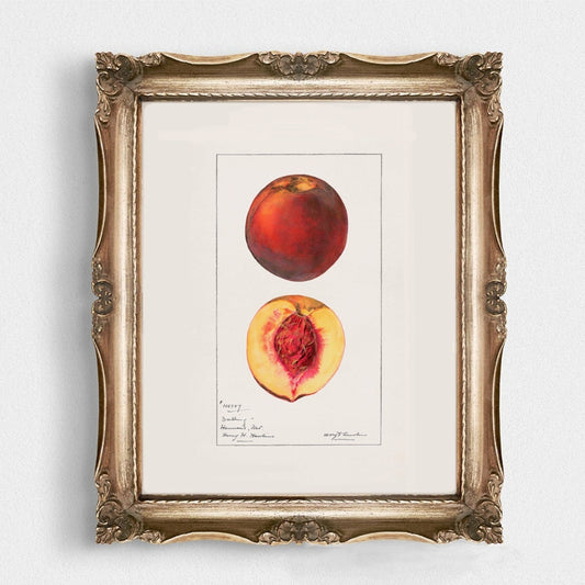 Peaches Botanical Fruit Vintage Wall Art