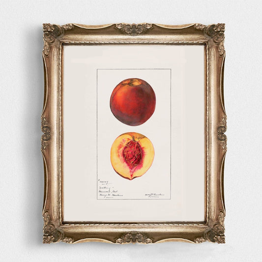 Peaches Botanical Fruit Vintage Wall Art 