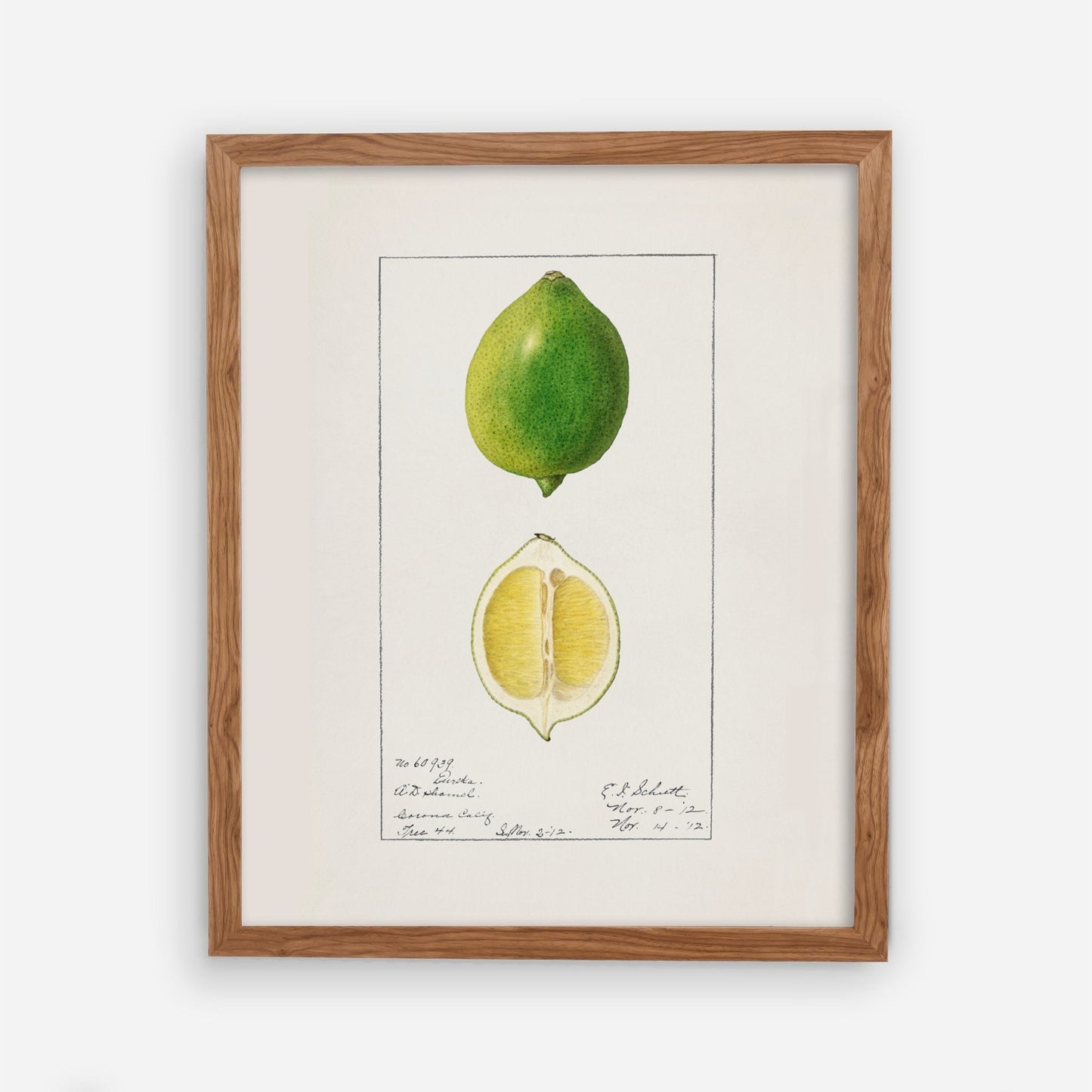 Botanical Fruit Lime Vintage Wall Art 