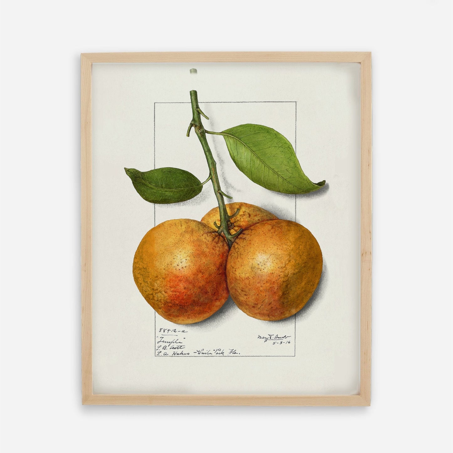 Botanical Fruit Orange Vintage Wall Art