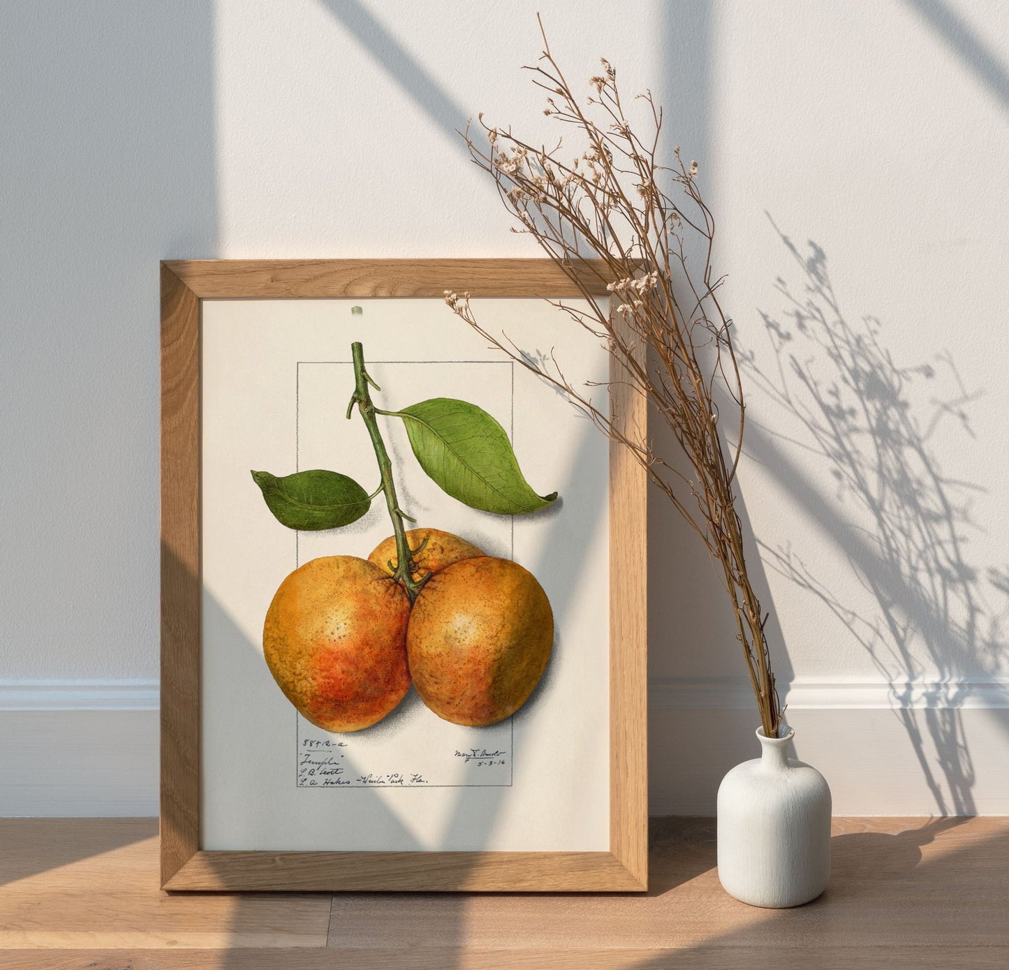 Botanical Fruit Orange Vintage Wall Art
