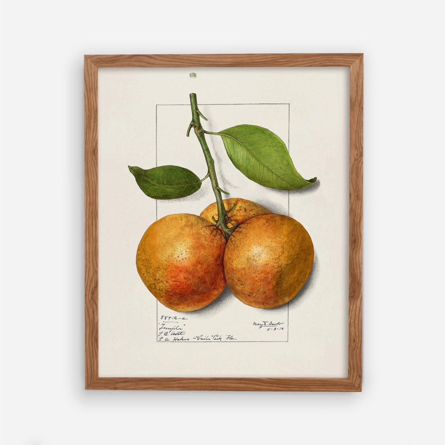 Botanical Fruit Orange Vintage Wall Art 