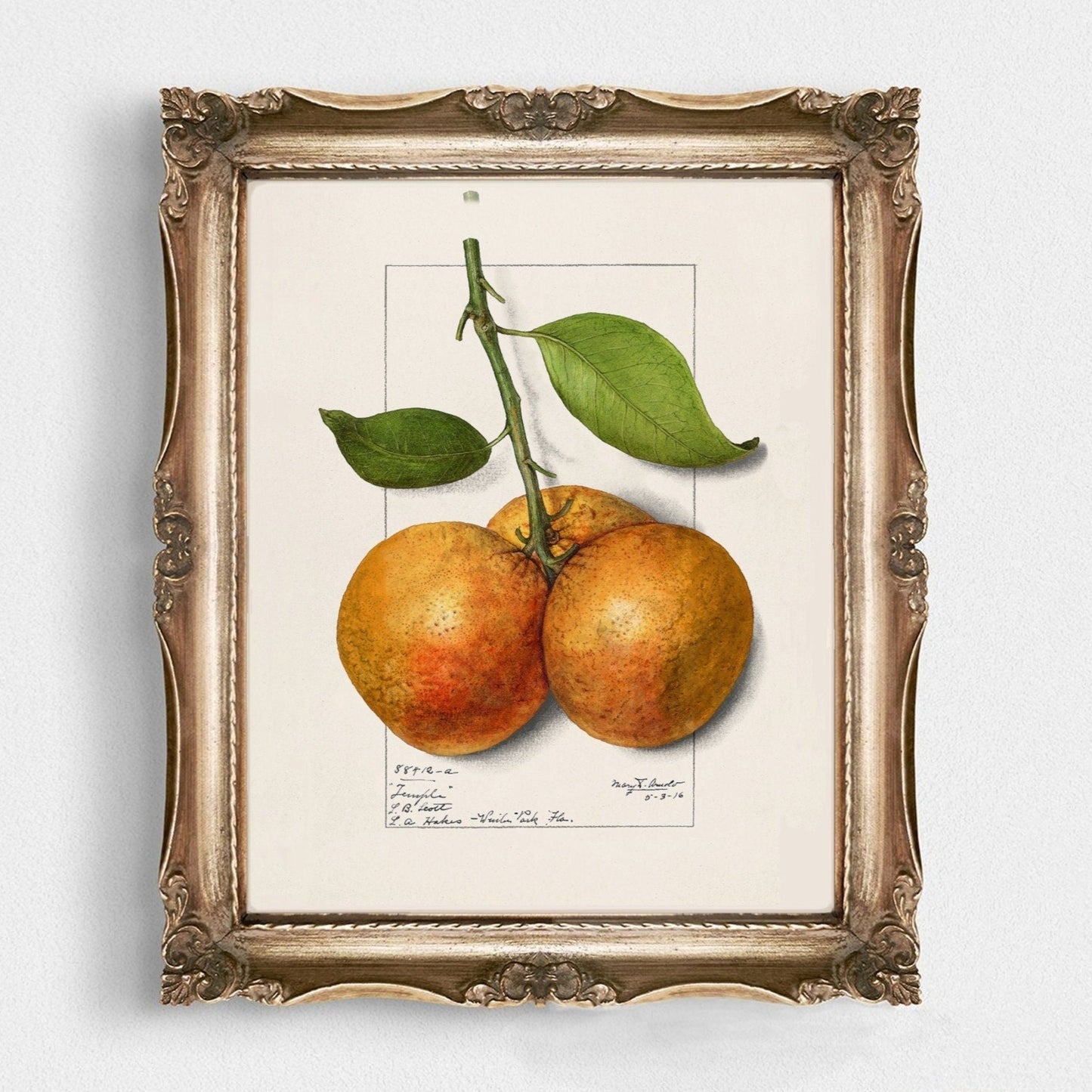 Botanical Fruit Orange Vintage Wall Art 