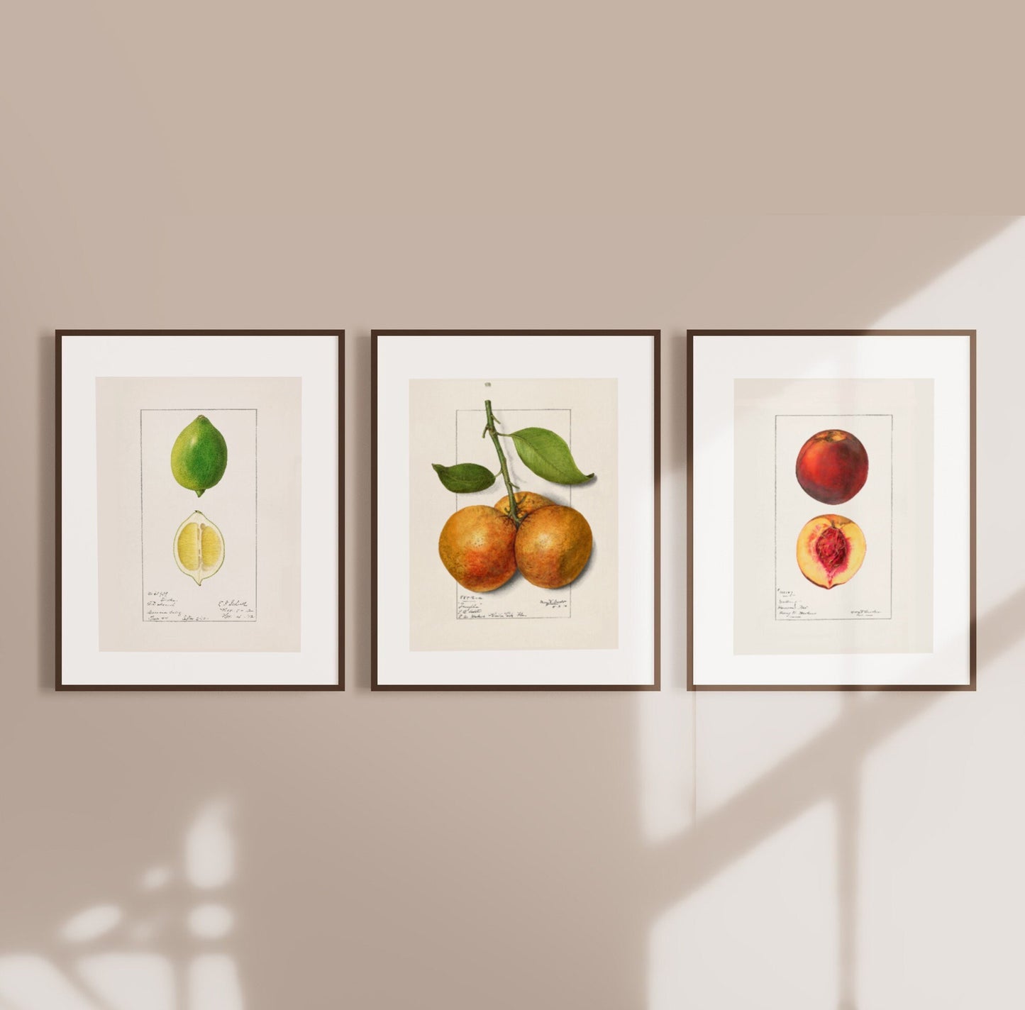 Fruit Vintage Drawings Set of three Wall Art 