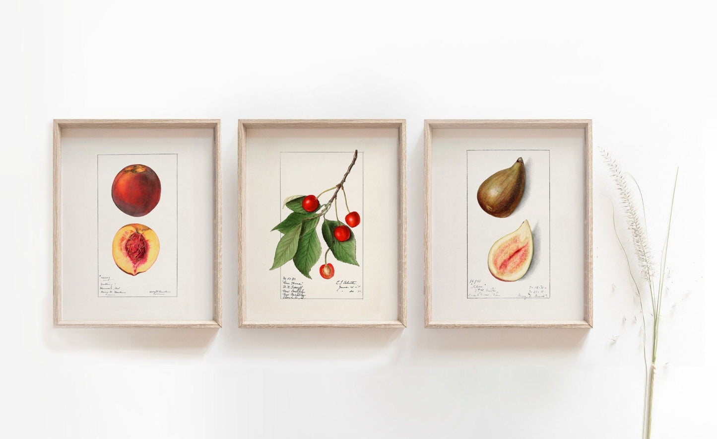 Vintage Fruit Drawings Set of three Wall Art