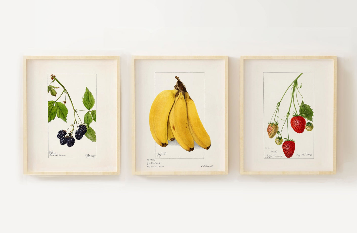 Berries Strawberries Vintage Fruit Drawings Set of three Wall Art 