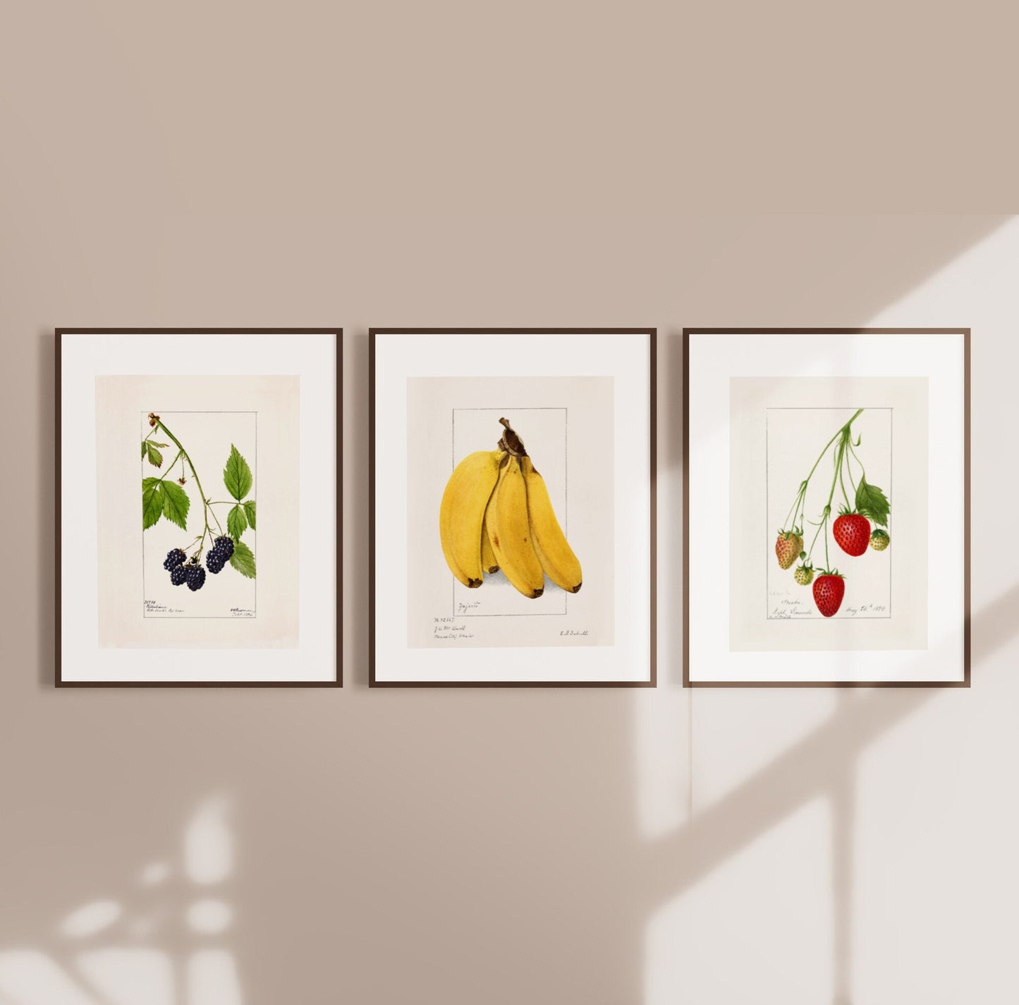 Berries Strawberries Vintage Fruit Drawings Set of three Wall Art 