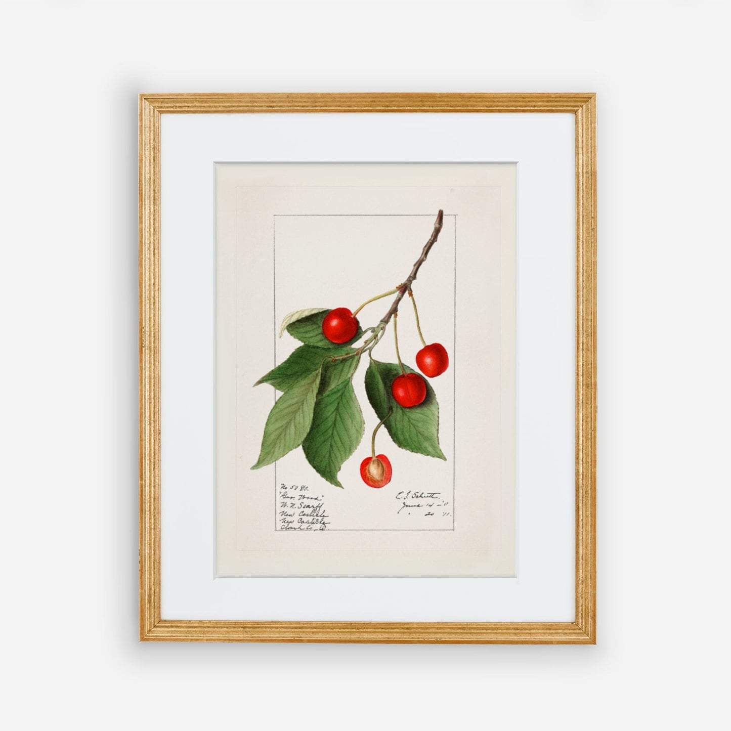 Vintage Cherry Plant Kitchen Wall Art 