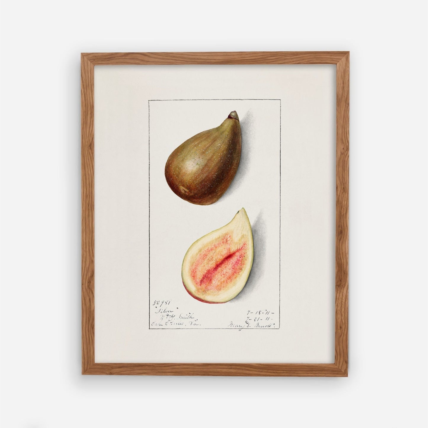 Fig Vintage Botanical Wall Art 