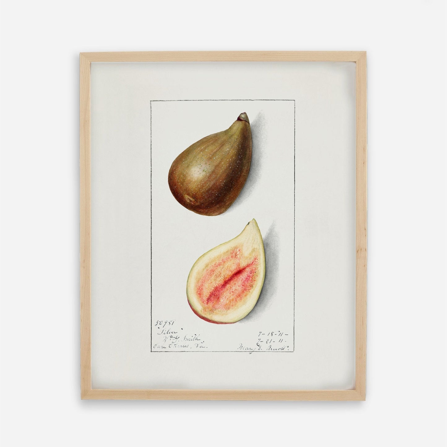 Fig Vintage Botanical Wall Art 