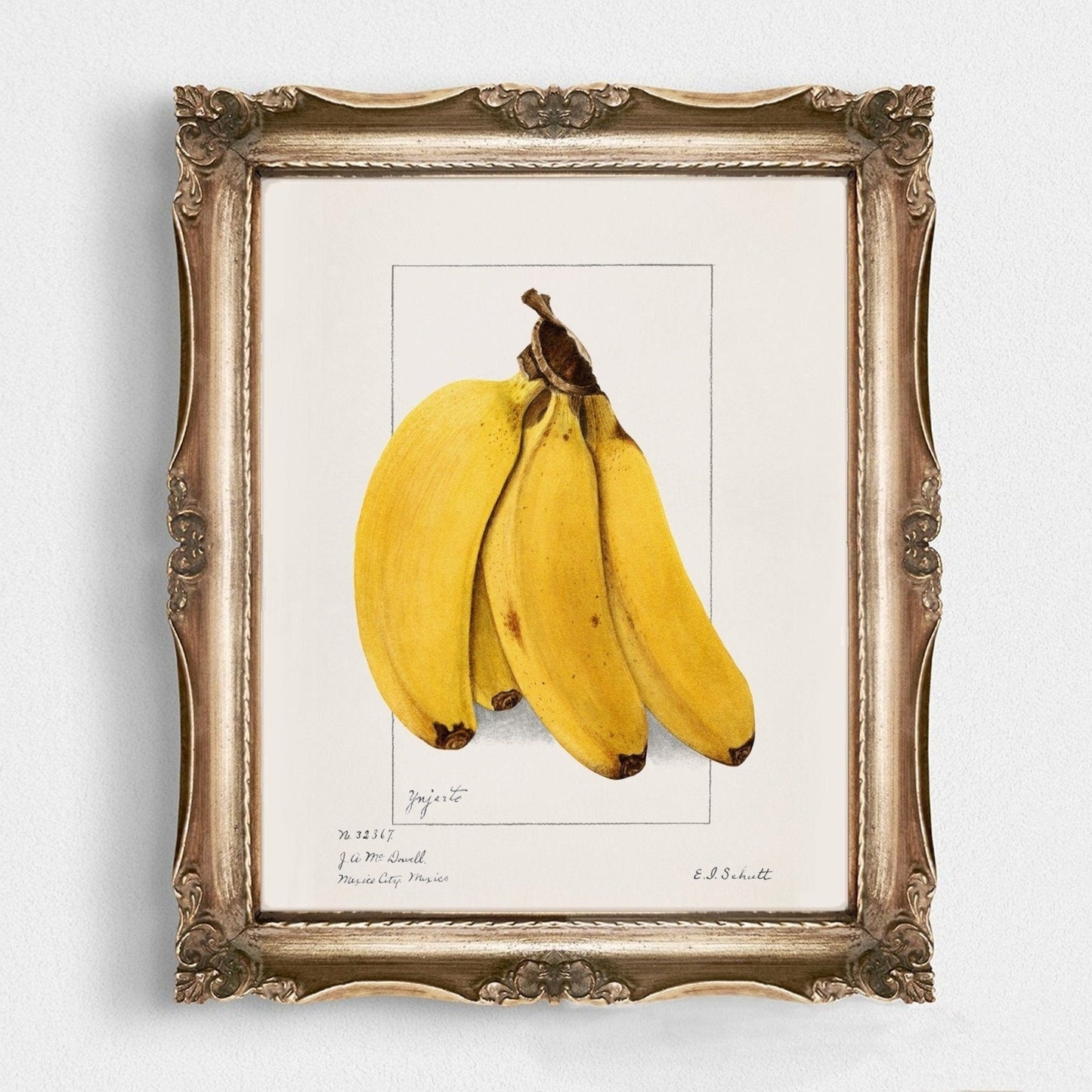 Banana Vintage Botanical Wall Art 