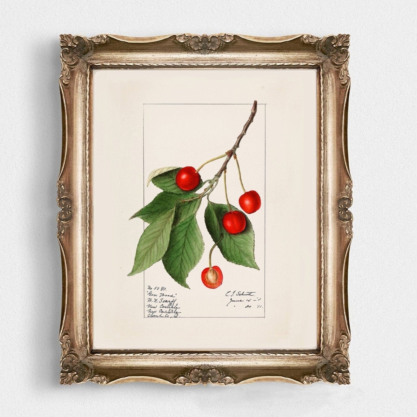 Vintage Cherry Plant Kitchen Wall Art 