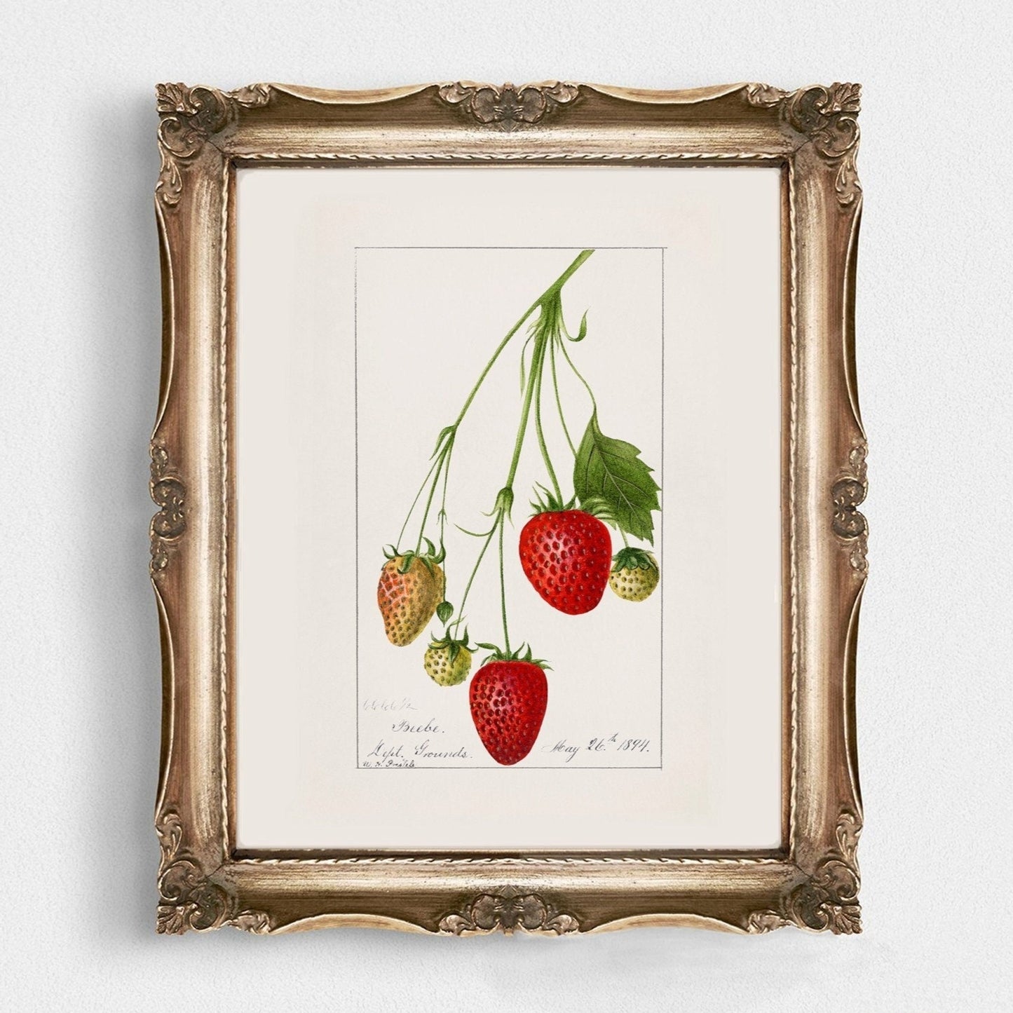 Vintage Strawberry Plant Kitchen Wall Art