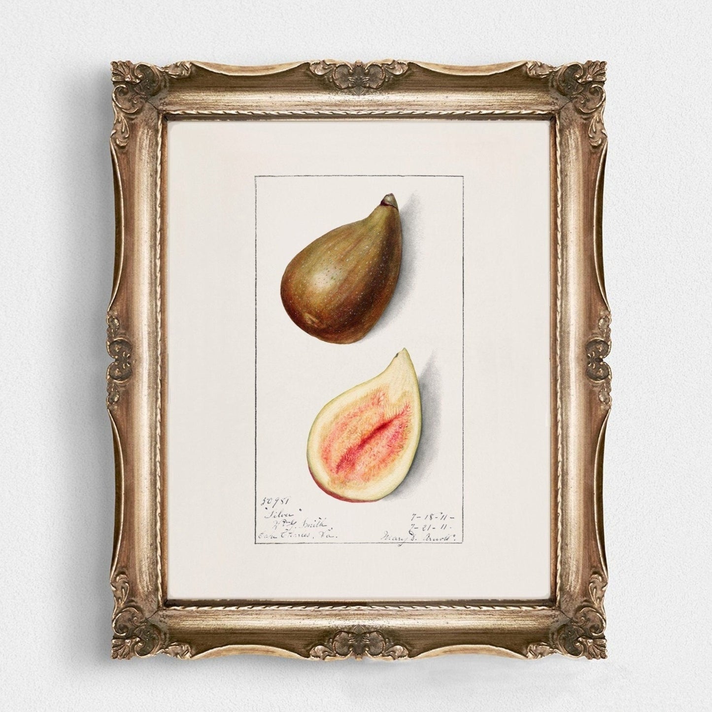 Fig Vintage Botanical Wall Art