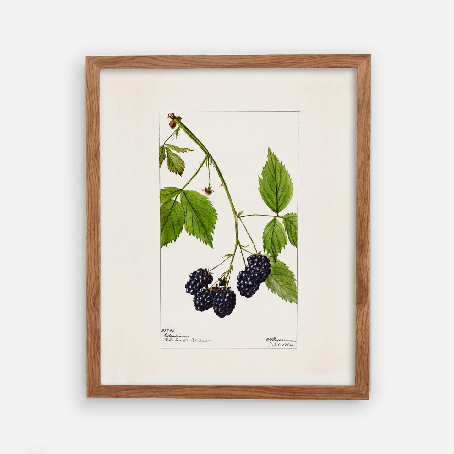 Blackberry Fruit Vintage Botanical Wall Art 