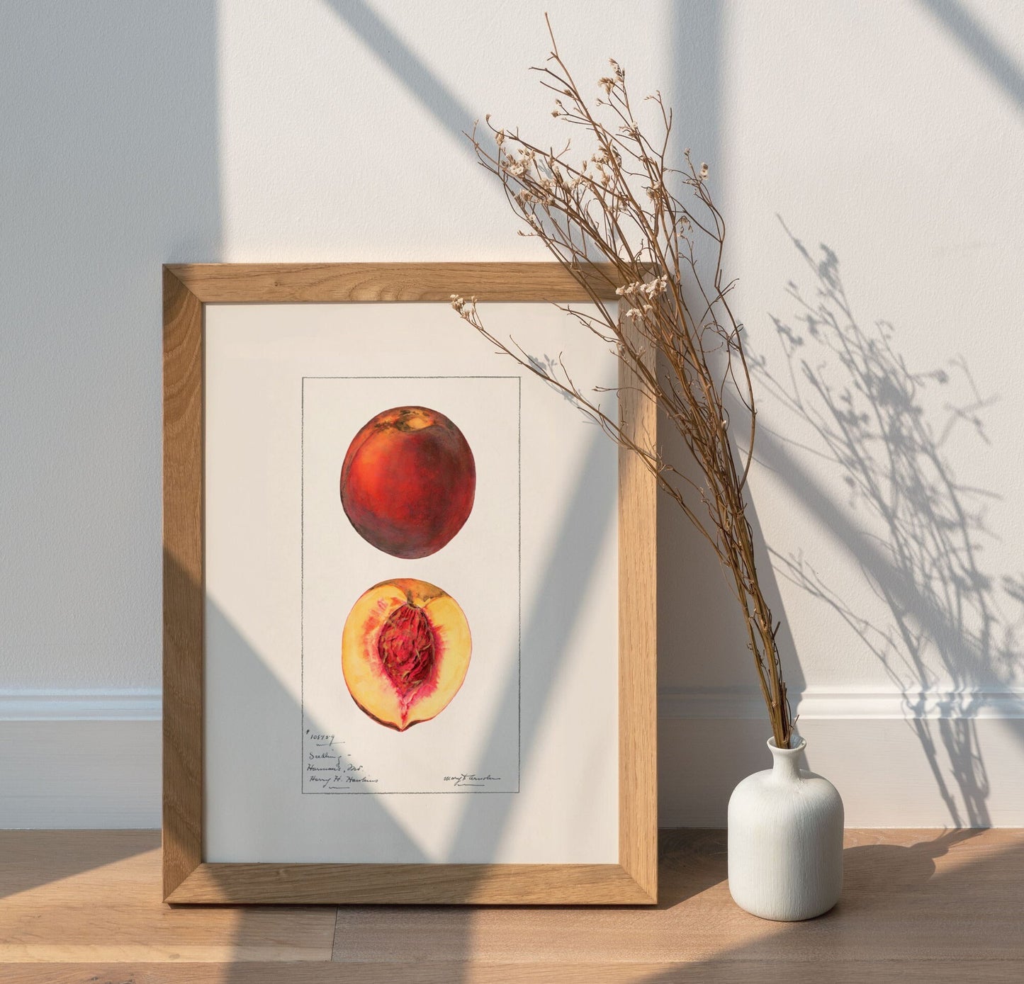 Peaches Botanical Fruit Vintage Wall Art 