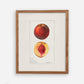 Peaches Botanical Fruit Vintage Wall Art 