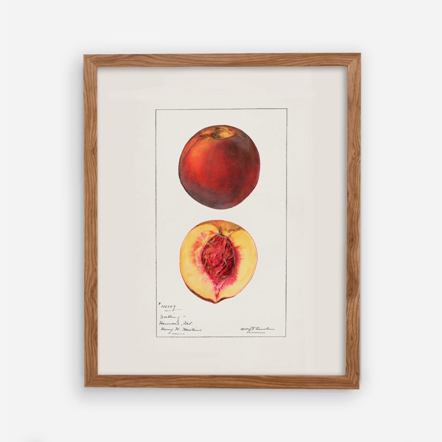 Peaches Botanical Fruit Vintage Wall Art 