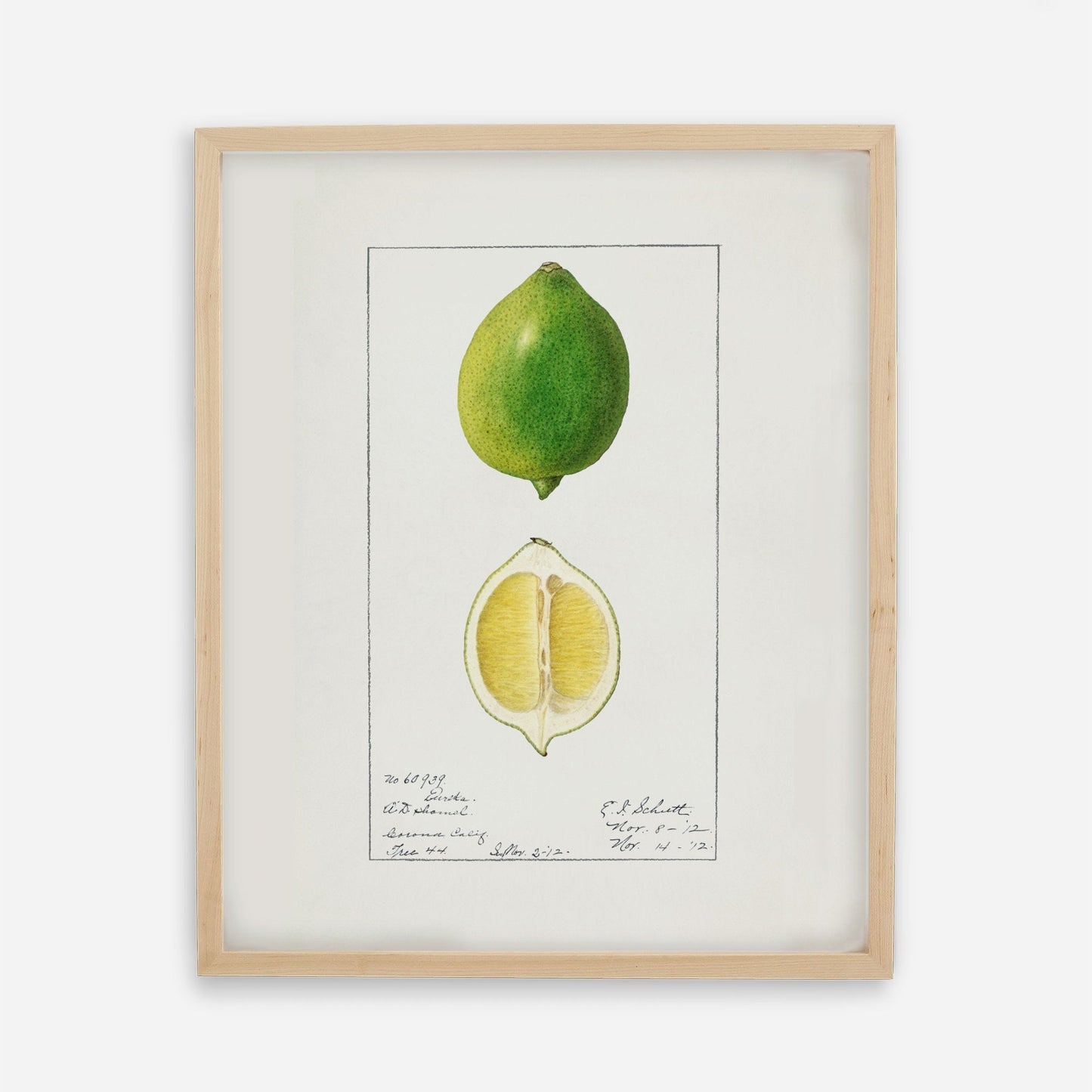 Botanical Fruit Lime Vintage Wall Art 