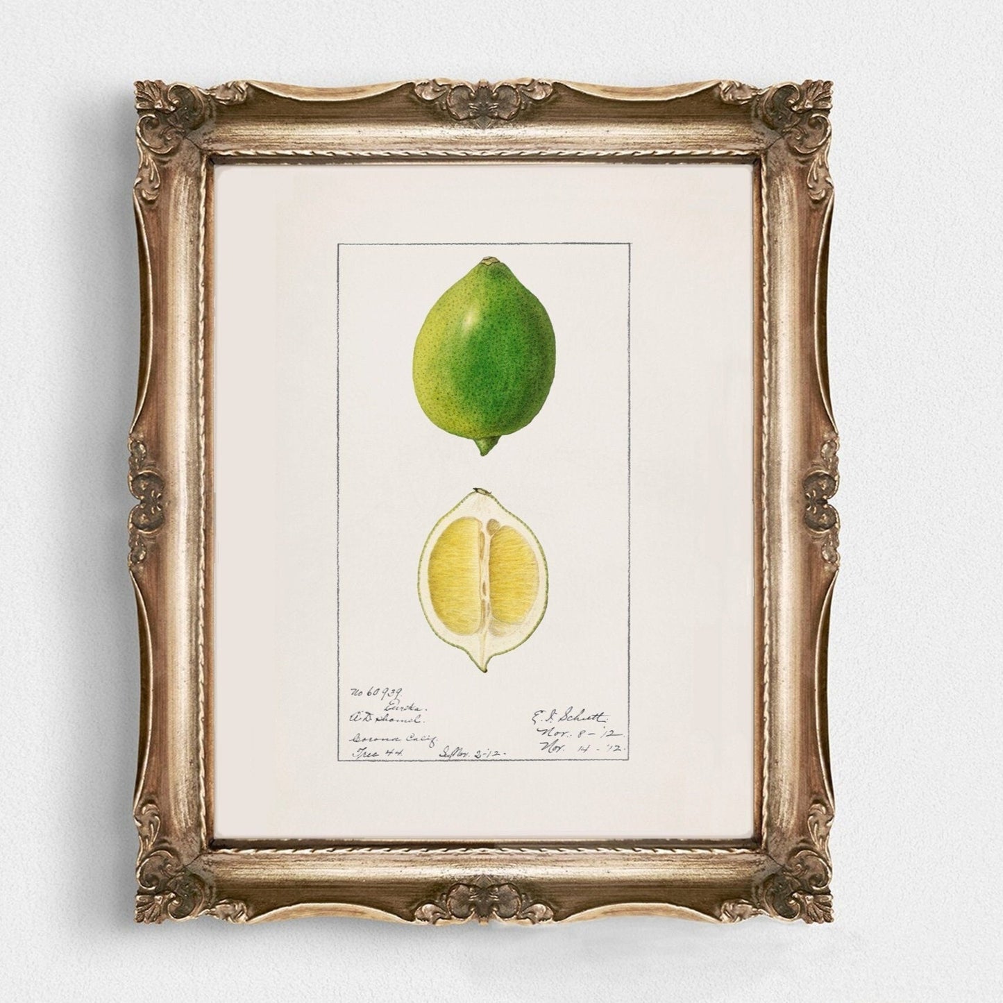 Botanical Fruit Lime Vintage Wall Art