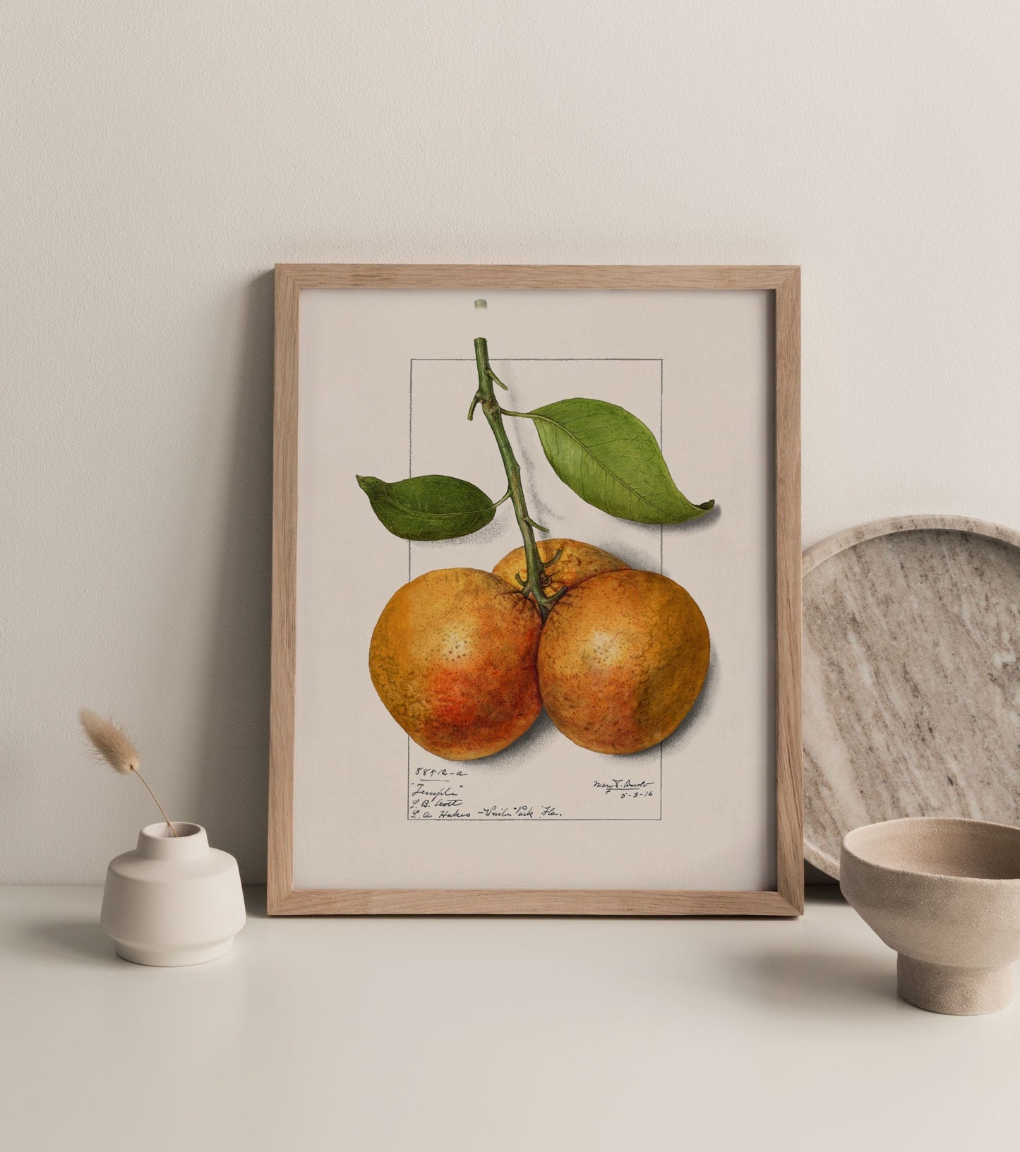 Botanical Fruit Orange Vintage Wall Art
