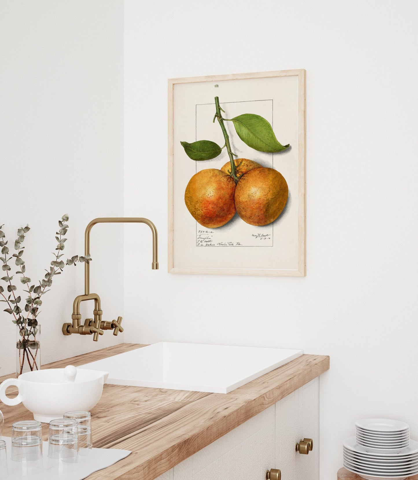 Botanical Fruit Orange Vintage Wall Art 