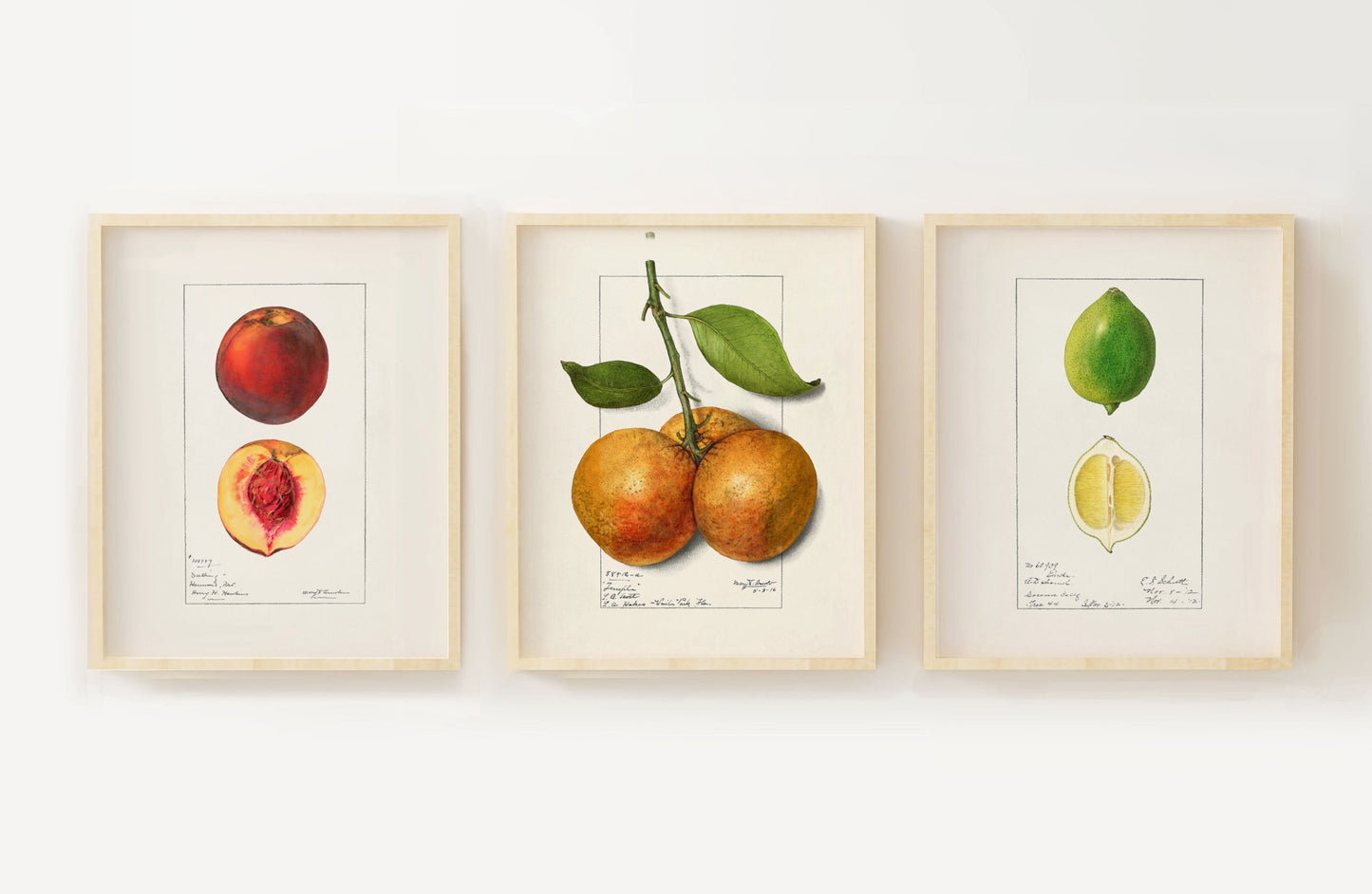 Fruit Vintage Drawings Set of three Wall Art