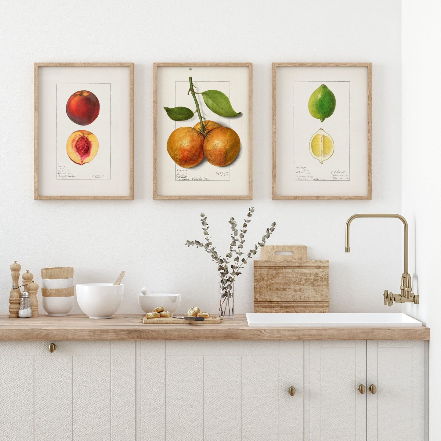 Fruit Vintage Drawings Set of three Wall Art