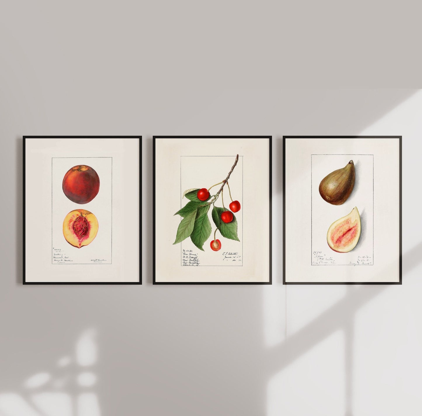 Vintage Fruit Drawings Set of three Wall Art