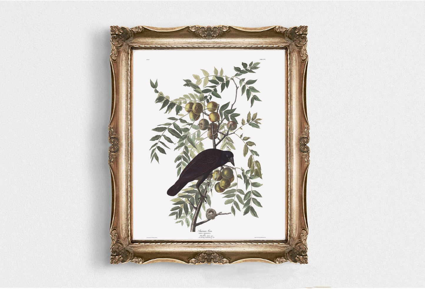 Vintage Black Bird Wall Art Print