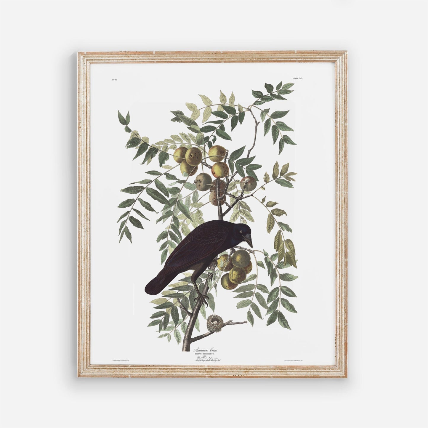 Vintage Black Bird Wall Art Print
