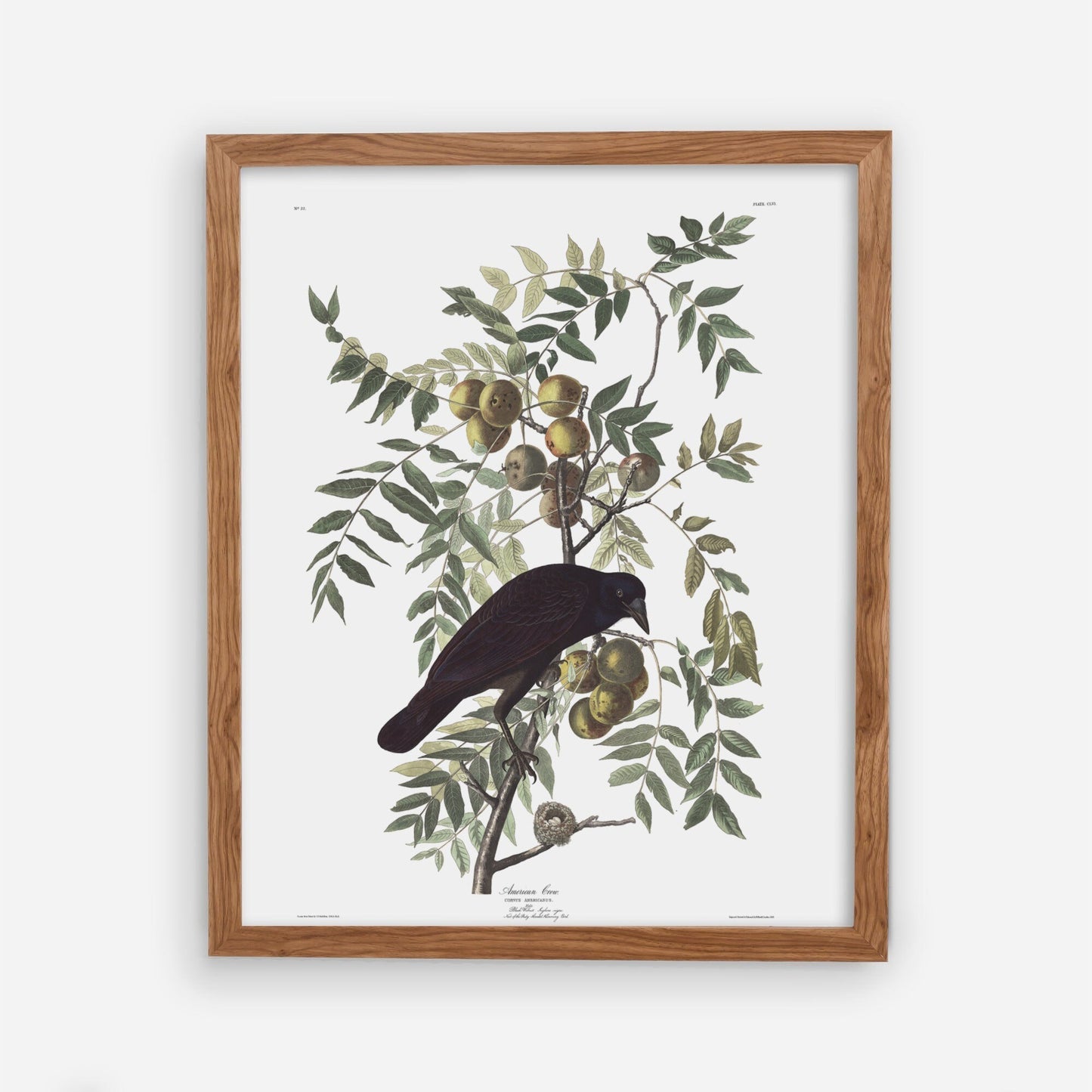 Vintage Black Bird Wall Art Print