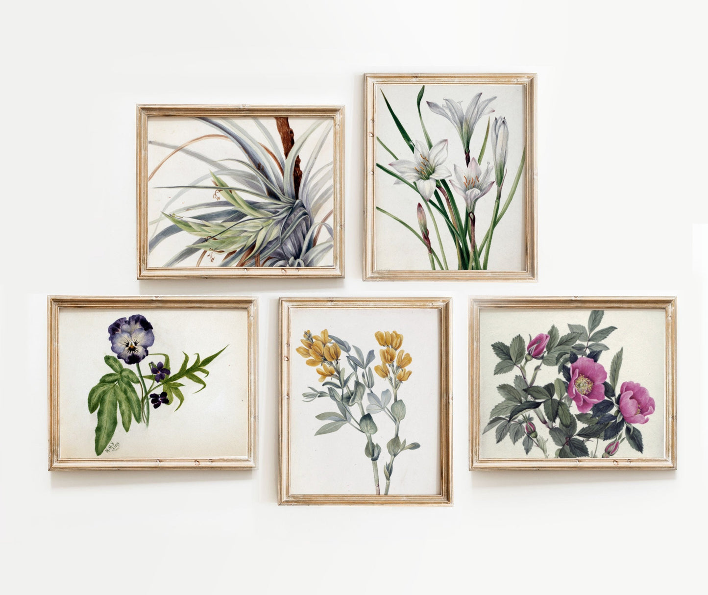 Printed Floral Vintage Gallery Wall Art 