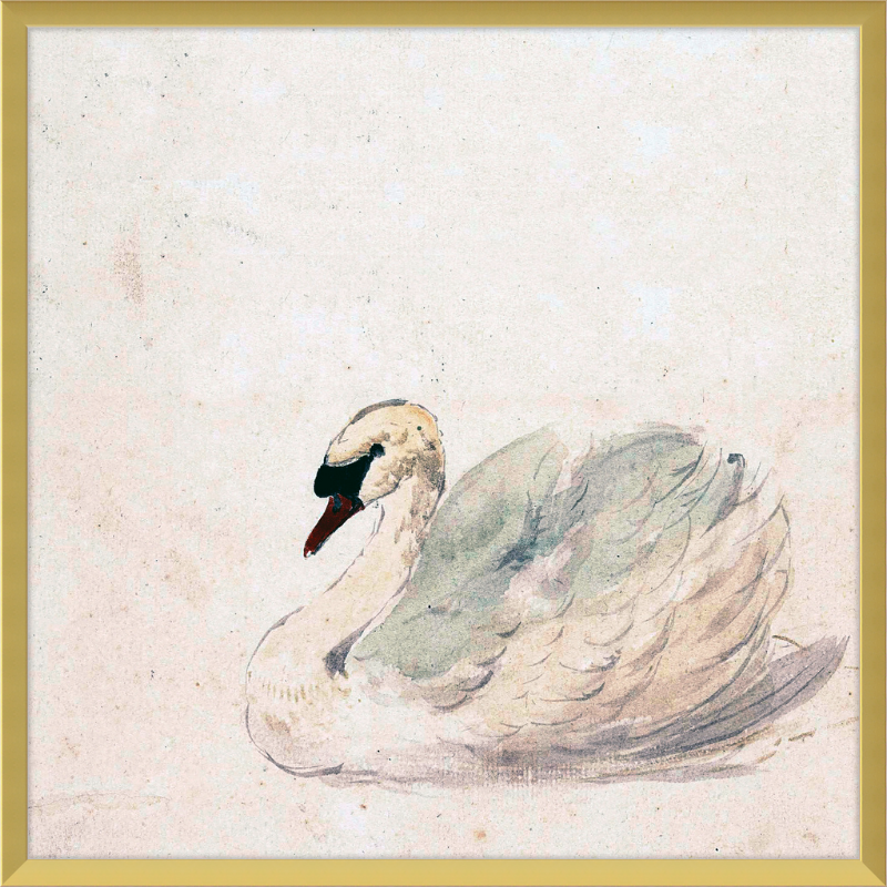 Swan in Square Frame