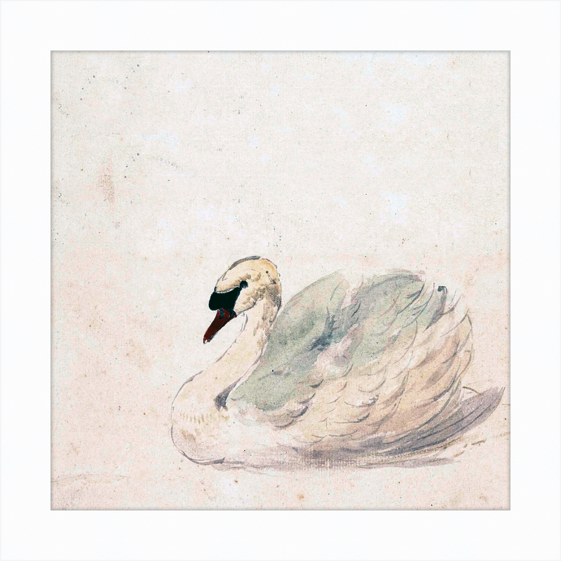 Swan in Square Frame