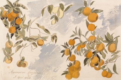 Oranges and Lemons