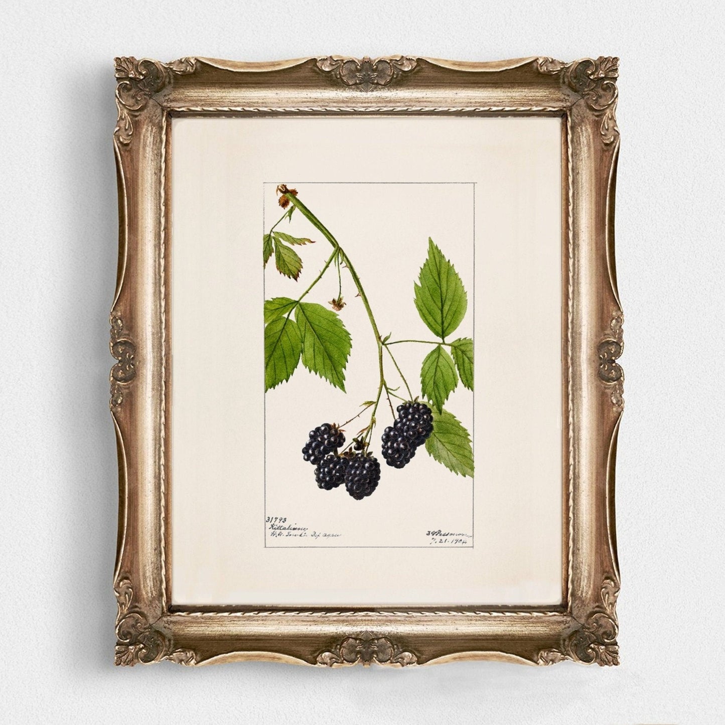 Blackberry Fruit Vintage Botanical Wall Art 