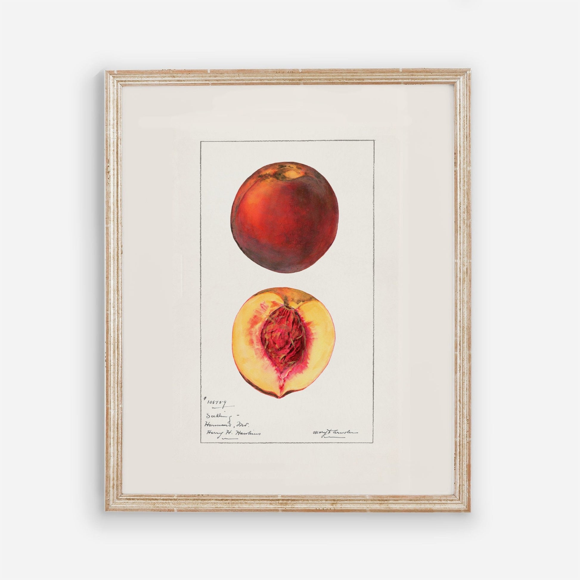Peaches Botanical Fruit Vintage Wall Art 